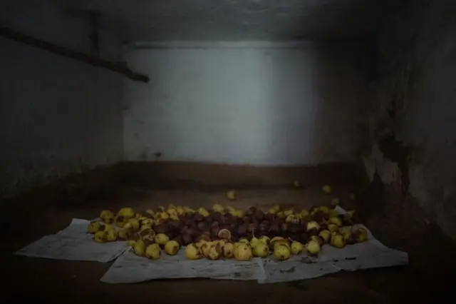 Ukrayna, Çernobıl, qadağan zona, tərk edilmiş kənd, çürümüş armudlar