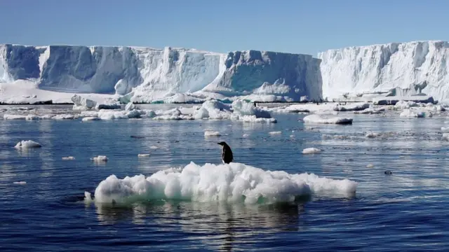 अंटार्क्टिकामध्ये बर्फाच्या खंडांवर राहणारे पेंग्विन