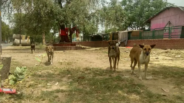 ਆਵਾਰਾ ਕੁੱਤੇ