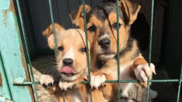 Цуценята у клітці