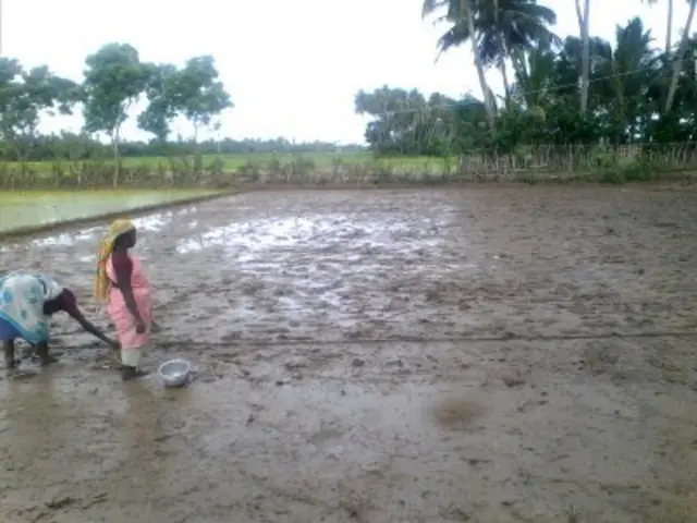 ஜெலட்டின் கேப்சூல் விதைகளை வெடிக்க செய்து விவசாய புரட்சி செய்யும் பொறியாளர்