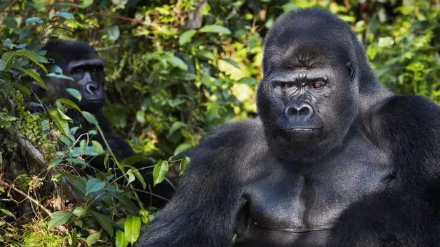 西部低地大猩猩