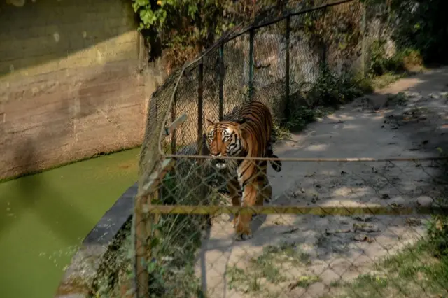 పులి, అక్రమ రవాణా, చైనా, సంప్రదాయ వైద్యం, ఇంటర్‌పోల్