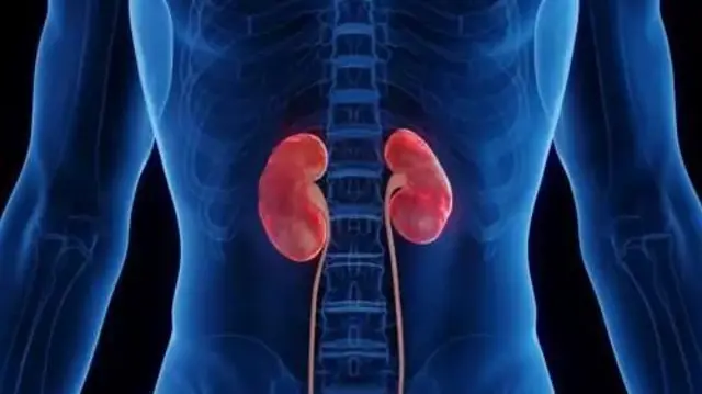 मान्छेको शरीरमा मिर्गौला देखाउने चित्र