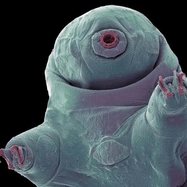 Tardigrade en position debout