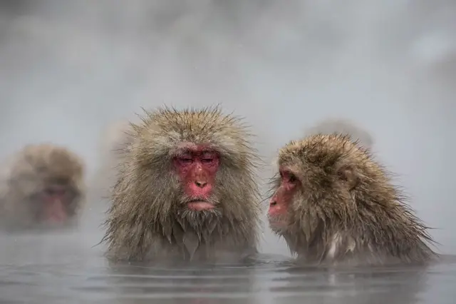 Сауда орталығындағы минет Ава Аддамстың мүйізді саңылаулары ыстық анальді порнода азап шегеді