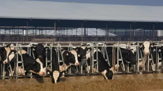 Дүйнөдөгү мал чарбасы абаны булгаган зыяндуу газдардын 14,5% түзөт, бул дүйнөдөгү “эң кир” тармактардын бири