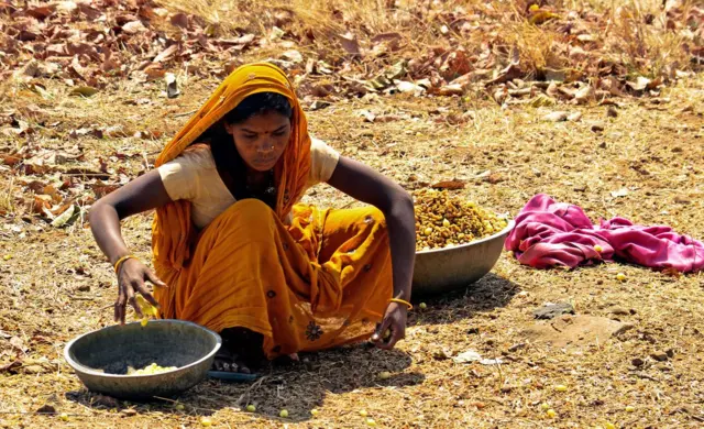 મહુઆના ફૂલોની ગુણવત્તા બહુ જરૂરી છે
