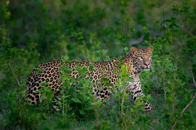 சிறுத்தை