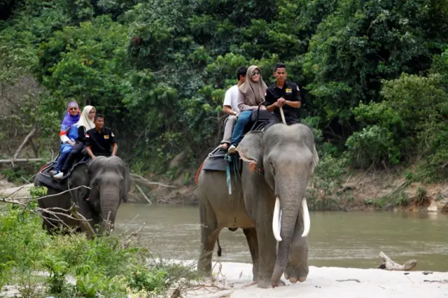 gajah di Aceh Jaya, Provinsi Aceh.