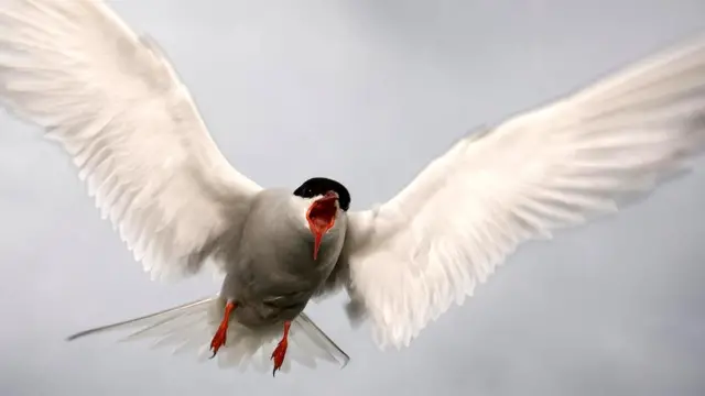 Полярная крачка (Sterna paradisaea)