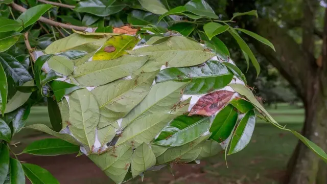 தையற்கார எறும்புகள்