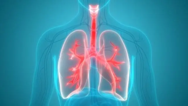 Инсон нафас йўллари