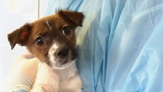 pişik, pişiklər, pişik balaları, şirin pişik balaları, şirin it balaları, ev heyvanları