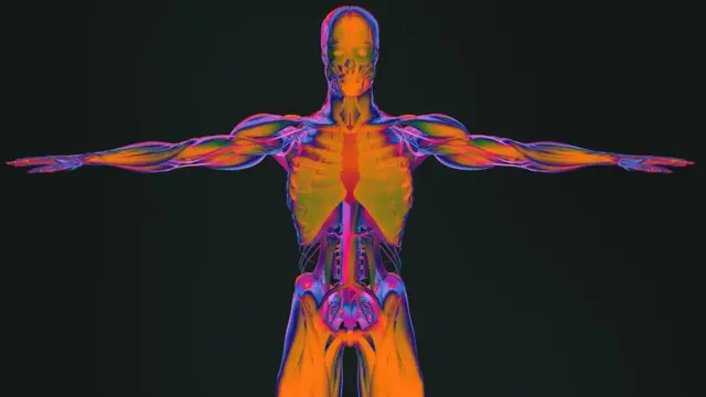 Dibujo de las partes del cuerpo humano.