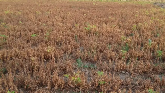 પ્રતાપભાઈ