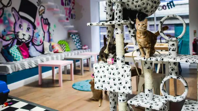 Кошачье кафе "Киска на Тайне"