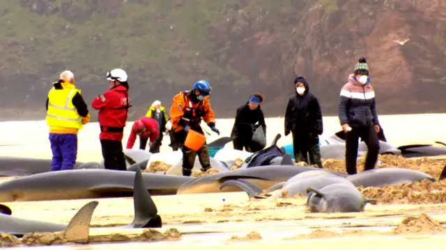stranded whales