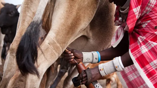 Mwanamke akikama ng'ombe eneo la Loita Hills karibu na mpaka wa Kenya na Tanzania