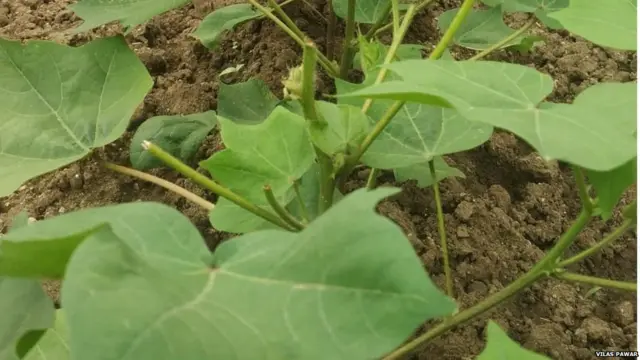 विलास पवार यांच्या शेतातील कपाशीचं जनावरं असं नुकसान करत आहेत.