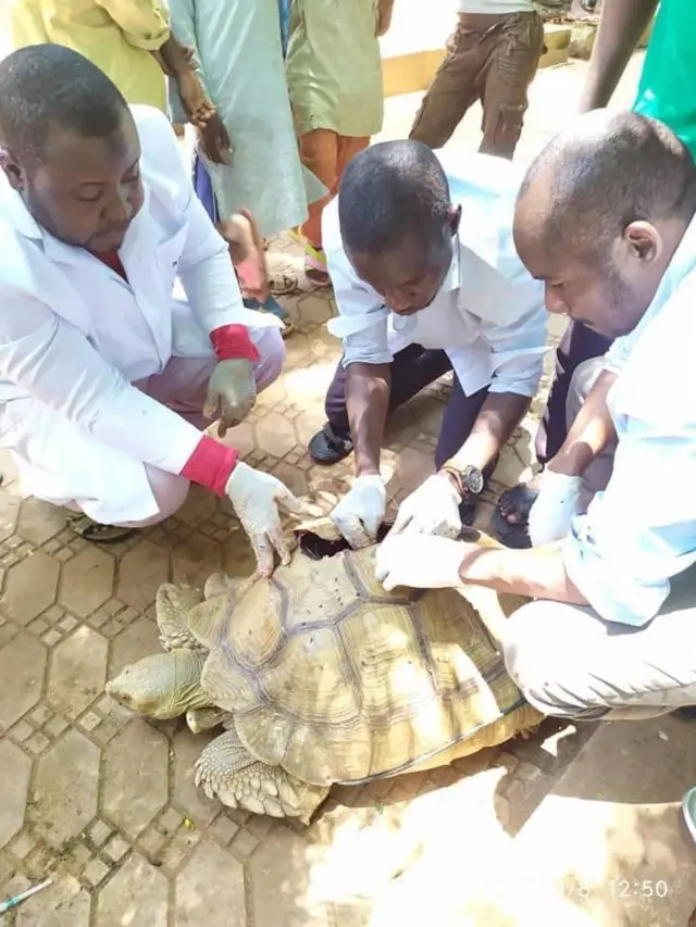 Doctors dey treat di tortoise