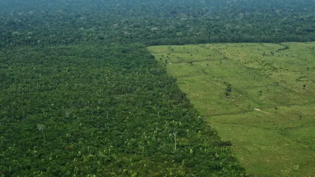 kesilmiş yağmur ormanları
