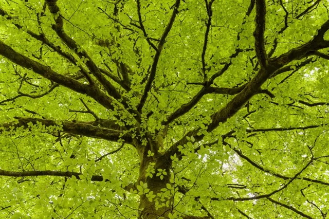 Ramificaciones de un árbol