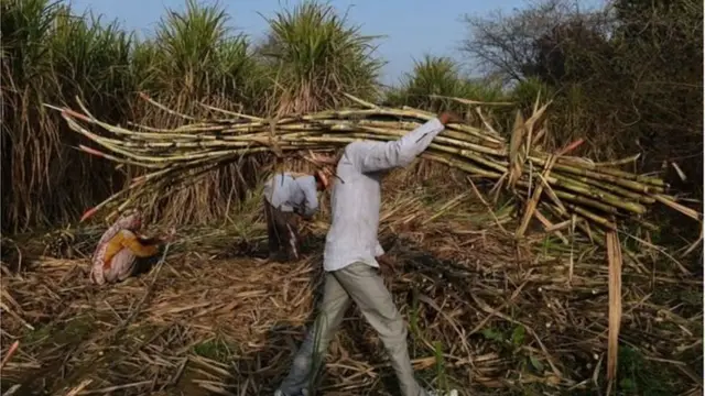 వ్యవసాయం