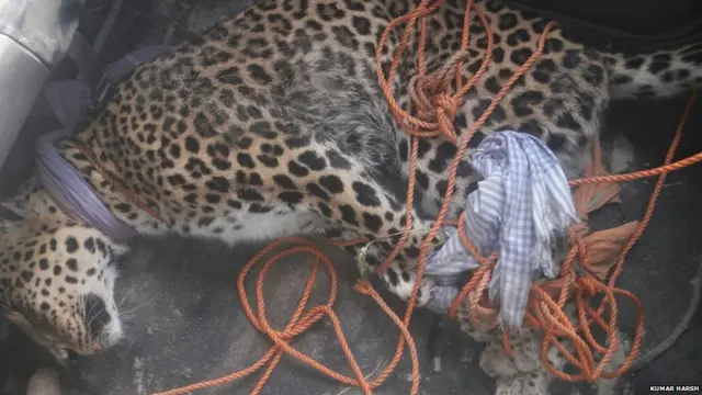 तेंदुए को बचाया गया