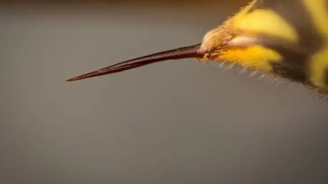 Aguijón de una avisá