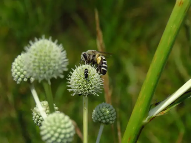 Abeja chilena de la familia Caupolicana visita una flor con sus patas traseras cargadas de polen.