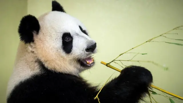 जायंट पांडा