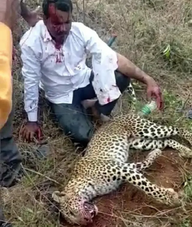 చిరుత