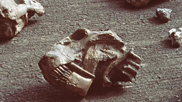 उत्खननात सापडलेले जीवाश्म.