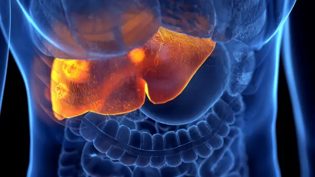 Hígado marcado dentro de la caja torácica.