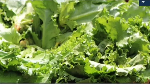 Ewebẹ Lettuce