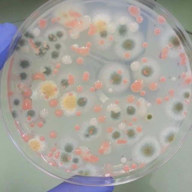 Hongos en un recipiente