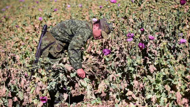 Un soldado mexicano en un campo de amapolas.