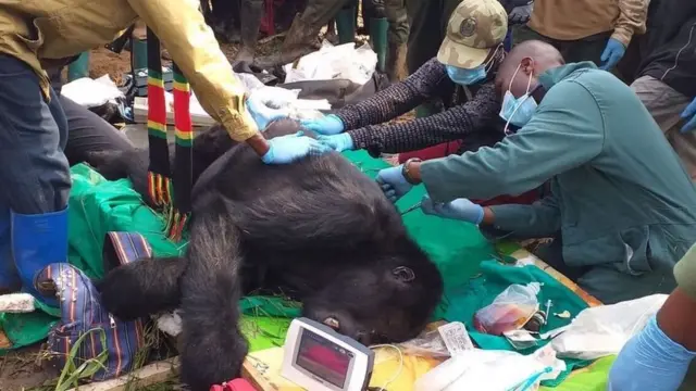 Dokta Eddy ni mtaalamu nchini DRC, anamtibu nyani ( kabla ya mlipuko wa virusi).