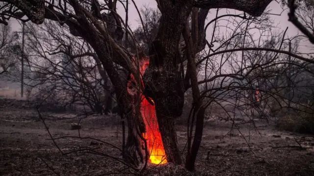 Сгоревшщее дерево в Греции
