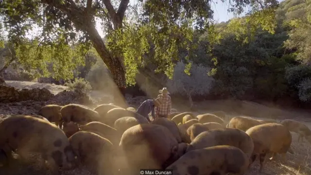 વિશ્વનું સૌથી મોંઘુ માંસ