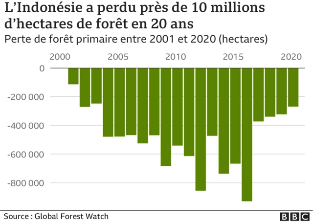 Forêts Indonésie