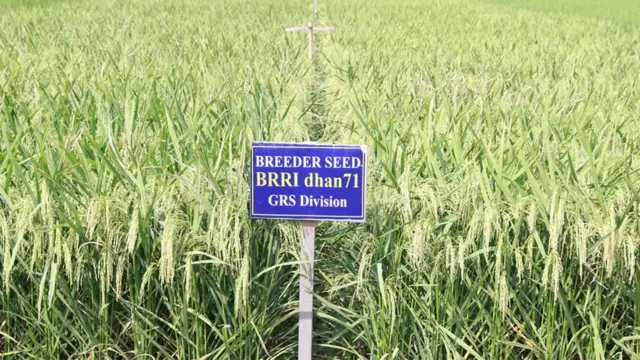 ধান গবেষণা ইন্সটিটিউটের প্রদর্শনী