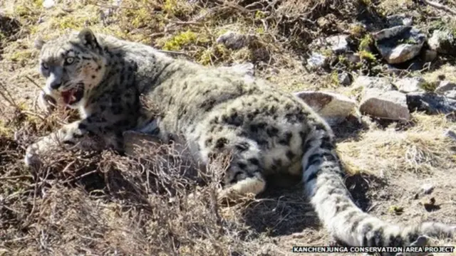 कञ्चनजङ्घा क्षेत्रको हिउँचितुवा