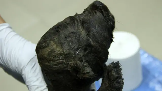 سائبیریا، روس، کتا