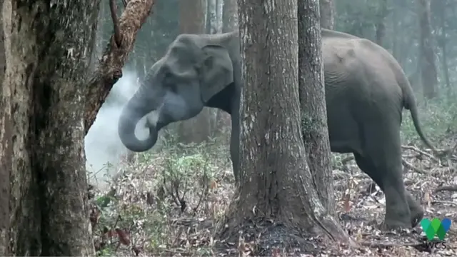 Elefante soltando fumaçaaplicativo de aposta esportivafloresta da índia