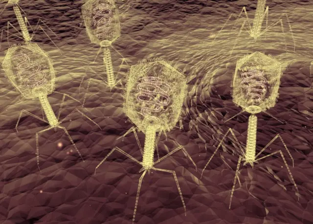 Bacteriofagos