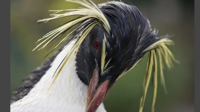 Чубатий пінгвін