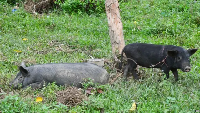 प्रमुख कारण