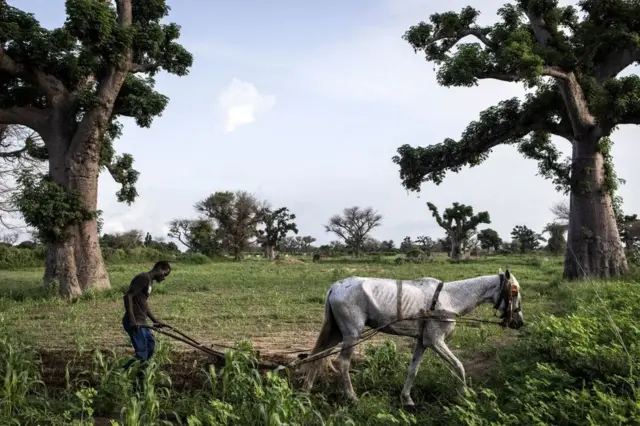 A man ploughs his land during Senegal's wet season in Palmarin on August 30, 2021